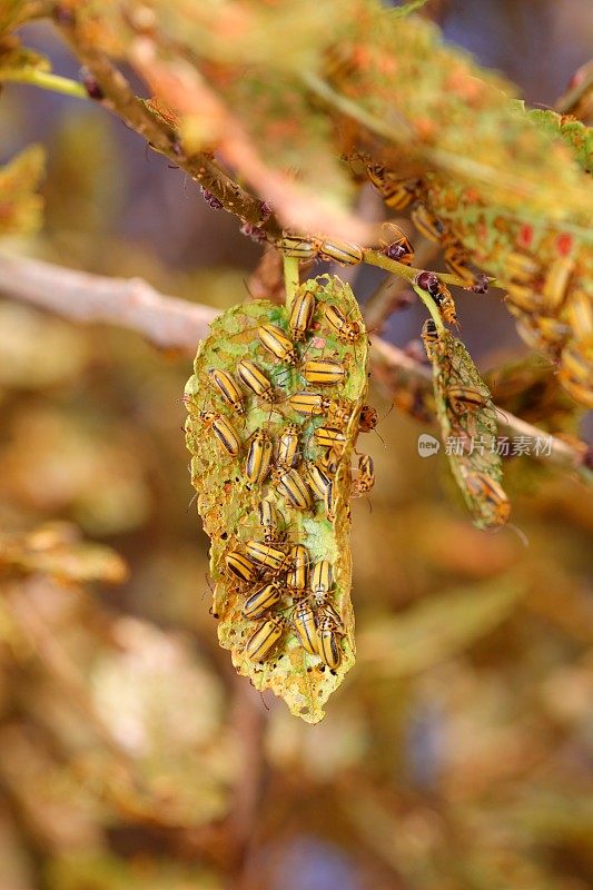 甲虫infestation - Xanthogaleruca luteola